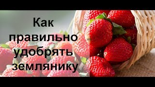Как удобрять клубнику? Подкормка и стимуляция земляники.