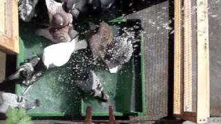 pigeon racing