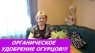 "Дедовский" рецепт удобрения огурцов. Органические удобрения