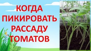 КОГДА ПИКИРОВАТЬ РАССАДУ ТОМАТОВ. Как выращивать рассаду томатов. Выращивание помидоров.