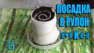 ПОСАДКА СЕМЯН В РУЛОН + И -. МЕТОД КЕРИМОВА, УЛУЧШЕННЫЙ ЮЛИЕЙ МИНЯЕВОЙ. САД (ОГОРОД) И ТЕПЛИЦА
