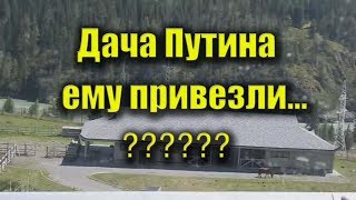 Дача Путина на Алтае - Путину привезли искуственные ели...