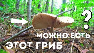 Поехали в лес собирать грибы и ПОПАЛИ на приключения!