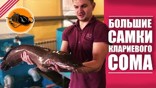Большие самки клариевого сома | CatFish
