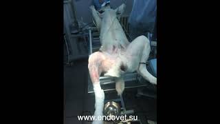 CCL prosthesis in dog Russia Протезирование ПКС у собаки Артроскопия Эндовет Курган www.endovet.su