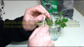 How To: Clone Plants