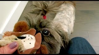 CRAZY DOG EYES