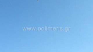 Greek Pigeons Wuta Polimeris ελληνικά περιστέρια βούτες (1) 2009