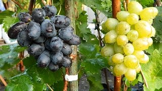 Виноград  Эмигрант (Grapes Emigrant) 2015