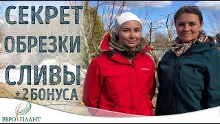 Обрезка сливы+ 2 бонуса.