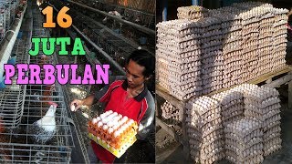 Ternak Ayam Arab Petelur Untung 16 Juta Perbulan [CARA & ANALISA USAHA]