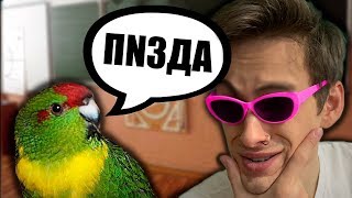 УЧУ ПОПУГАЯ МАТЕРИТЬСЯ