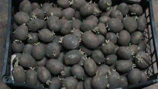 Проращивание семенного (посадочного) картофеля / Cultivation of seed (planting) potatoes