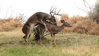 White-Tailed buck breeds a doe in the West Meadow (Laredo, Tx.)
