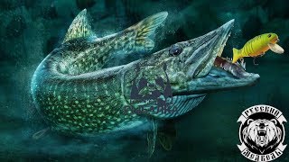 ? Где клюёт Осетр?? Russian Fishing 4 Топ Игра !)