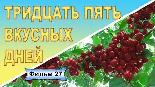 Поздние сорта черешни Аэлита Достойная Донецкий уголек Фильм 27