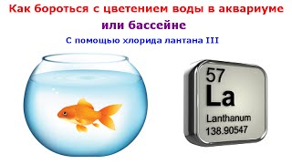 Как бороться с цветением воды в аквариуме (бассейне)