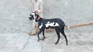 Beetal Goats For Sale On Youtube 03.02.2020 by Ikhlaq Ahmad 03156324240 || Beetal Goat Viral Video