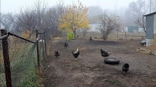 Решили убрать петуха | Наш первый раз...