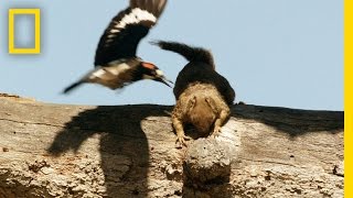 Acorn Thieves | America's National Parks
