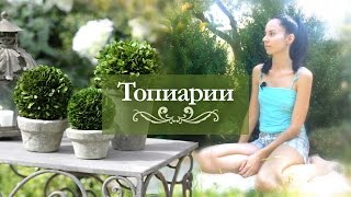 ｡✿ Размножение Самшита черенками ◕‿◕ Сажаем растения с ребёнком ✿｡
