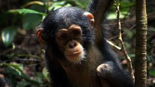 'Chimpanzee' Trailer HD