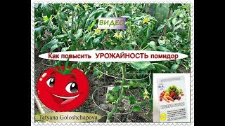 Огородничество. Выпуск #23 - Как Повысить УРОЖАЙность Помидор. Борная Кислота и Томаты. Аляска, США
