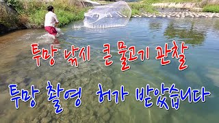투망 낚시 큰 물고기  투망 촬영 동네 어촌계 허가 받았습니다