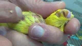Попугай Желток заболел/Parrot Yolk sick