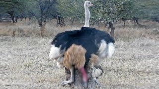 Ostriches Mating in Front of Tourists