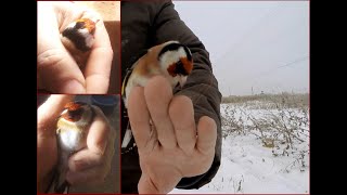 Ловля певчих птиц. Тест китайской ОС. Щеглы. (goldfinch catching)