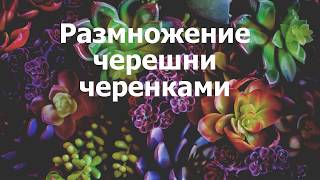 Размножение черешни черенками