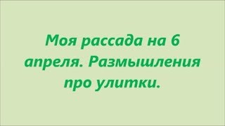 6 апреля  Первый пошел   сею редис, рукколу, салаты и шпинат  Размышляю об улитках