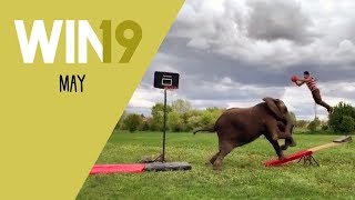 WIN Compilation May 2019 Edition | LwDn x WIHEL