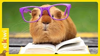 La cobaya más inteligente del mundo
