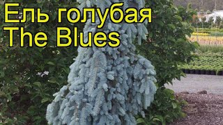 Ель голубая Зе Блюз. Краткий обзор, описание характеристик, где купить picea pungens The Blues