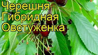 Черешня гибридная Овстуженка. Краткий обзор, описание характеристик, где купить саженцы Ovstuzhenka
