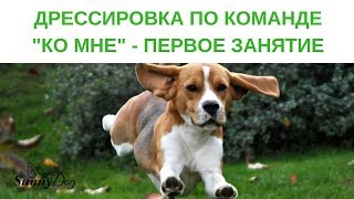 Дрессировка по команде "ко мне".  Первое занятие.