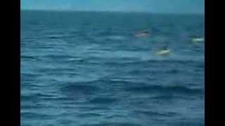 Freks. Акула нападает на лодку. Ужас.
