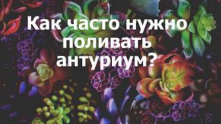 Как часто нужно поливать антуриум?