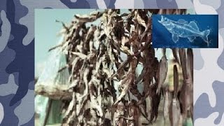 Как солить рыбу ( Бычок )