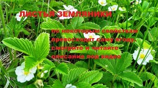 12.Сбор трав в мае: Земляника. Перед просмотром прочтите пояснение в описании.