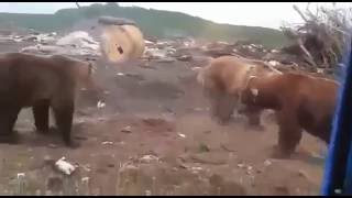 Медведи устроили побоище на мусорной свалке в Магадане