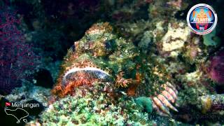Menjangan diving - Atlantis International Bali