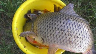 Рыбалка Ловля карпа и карася на поплавок на реке летом(июнь) My fishing