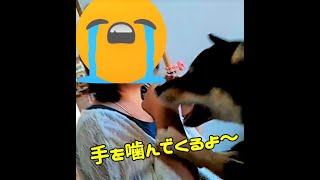 柴犬クロが一番効果があった甘噛みの直し方