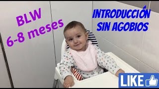 INTRODUCCIÓN A BLW 6-8 MESES [EVOLUCIÓN] Cómo introducir la alimentación sólida al bebé