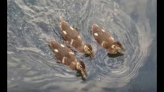 УТЯТА КРЯКВЫ (видео как утята плавают в воде и едят хлеб)