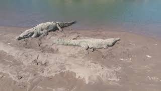 Rio Tarcoles - Costa Rica (Cocodrilos)