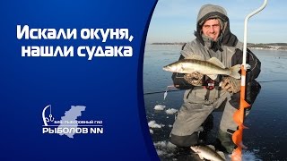 Искали окуня, нашли судака